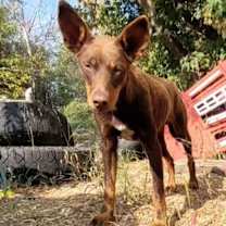 Thumbnail photo of Fox (EDMONTON, AB) #3