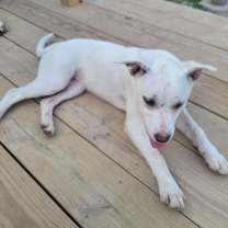 Thumbnail photo of Daizy #4