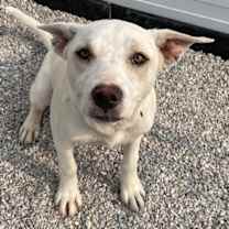 Thumbnail photo of Daizy #3