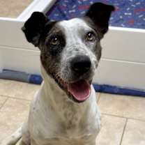 Thumbnail photo of Haumea #1