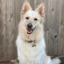 Thumbnail photo of Willow #1