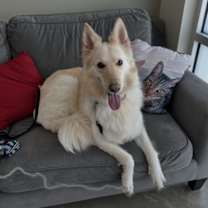 Thumbnail photo of Willow #3