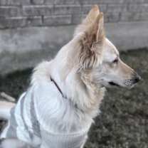 Thumbnail photo of Willow #4