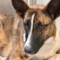 Thumbnail photo of Bean* #3