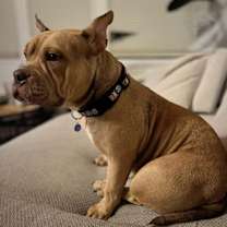 Thumbnail photo of Lollipop - Adoption Pending #1