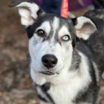 Thumbnail photo of Waldo #1