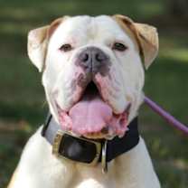 Thumbnail photo of MacArthur #1