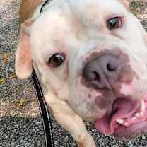 Thumbnail photo of MacArthur #3