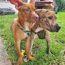 Thumbnail photo of Boe #1