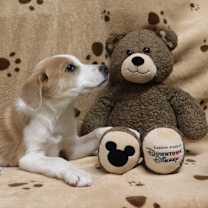 Thumbnail photo of Punkin Pie #4