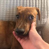 Thumbnail photo of Mr. Mole Bambi #4