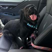 Thumbnail photo of Ear hair #1