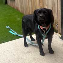 Thumbnail photo of Ear hair #4