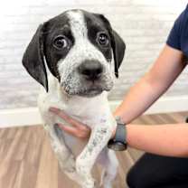 Thumbnail photo of Gil (Rocky) #3