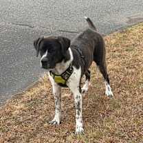 Thumbnail photo of Domino #1