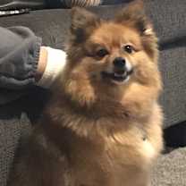 Thumbnail photo of Leo #1