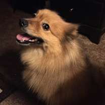 Thumbnail photo of Leo #3