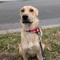 Thumbnail photo of Bavette #3