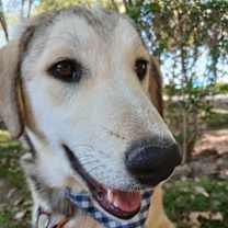 Thumbnail photo of CUTIE (Mid-East) ma #1