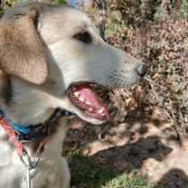 Thumbnail photo of CUTIE (Mid-East) ma #2