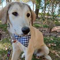 Thumbnail photo of CUTIE (Mid-East) ma #3