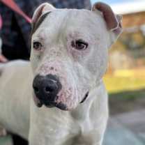 Thumbnail photo of Spot: Not at the Shelter #1