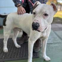 Thumbnail photo of Spot: Not at the Shelter #2