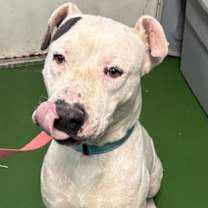 Thumbnail photo of Spot: Not at the Shelter #4