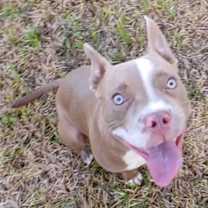 Thumbnail photo of Pugsley #1