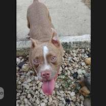 Thumbnail photo of Pugsley #3