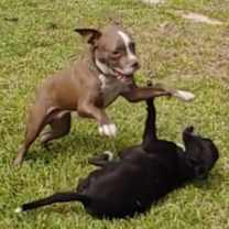 Thumbnail photo of Pugsley #4