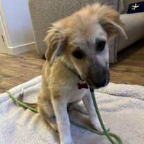 Thumbnail photo of Dolly - Puppy #3