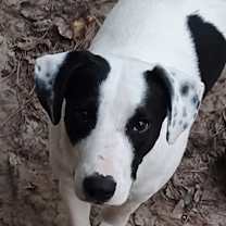 Thumbnail photo of Ryder #1