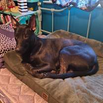 Thumbnail photo of Laika #2