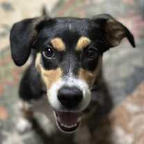 Thumbnail photo of Froggy #2