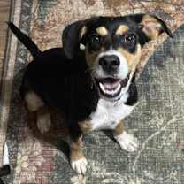 Thumbnail photo of Froggy #4