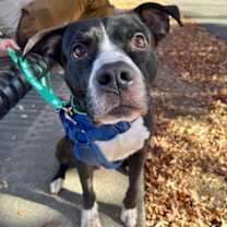 Thumbnail photo of Eddie #1