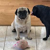 Thumbnail photo of Penny #1