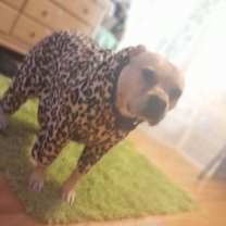 Thumbnail photo of Bella #2