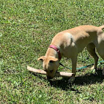 Thumbnail photo of Bella #3