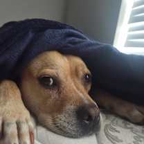 Thumbnail photo of Bella #4