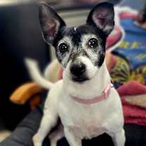 Thumbnail photo of Aster #1