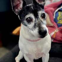 Thumbnail photo of Aster #2