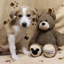 Thumbnail photo of Punkin Pie #2