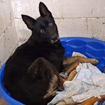 Thumbnail photo of Jess (Pauline) #1