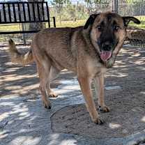 Thumbnail photo of Tyson #1