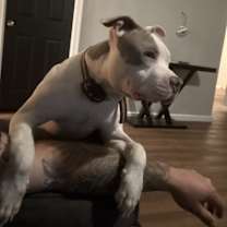 Thumbnail photo of Rosco #2