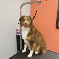 Thumbnail photo of Rocko #4