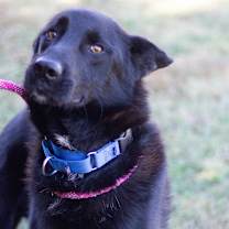 Thumbnail photo of Bear 21915 #2