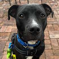 Thumbnail photo of Macarena Marlin #1